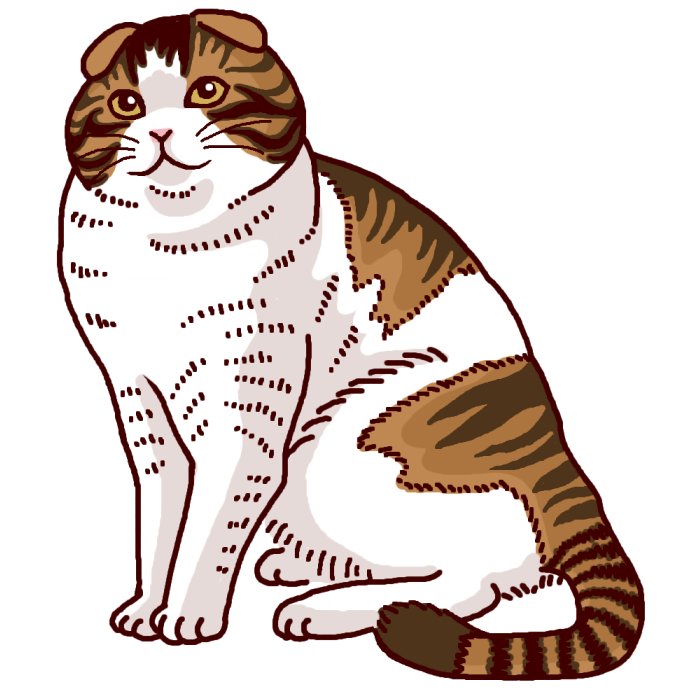 スコティッシュ フォールド1 カラー ネコ 猫 の仲間 動物の無料イラスト素材