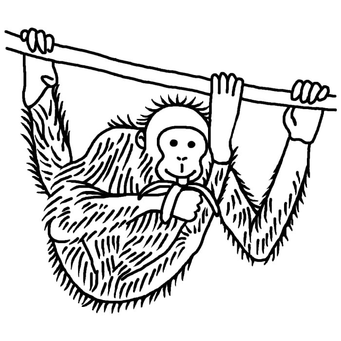 オランウータン1 白黒 サル 猿 の仲間 動物の無料イラスト素材