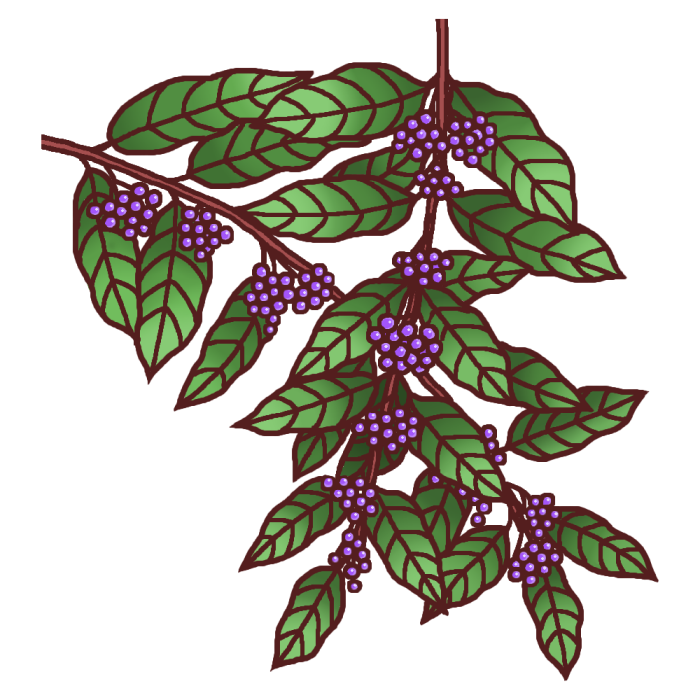 ムラサキシキブ 紫式部 カラー 秋の花 無料イラスト素材