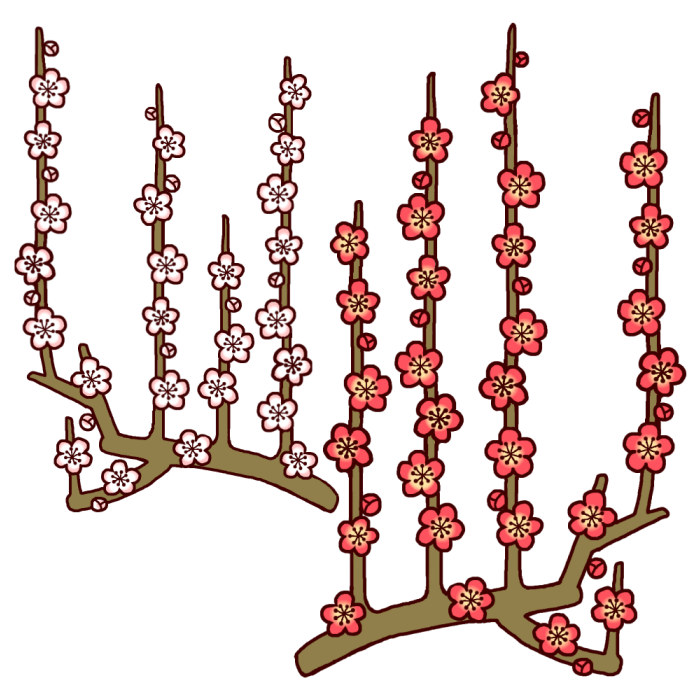 紅白梅1 カラー 年賀状 お正月の無料イラスト 冬の季節 行事素材